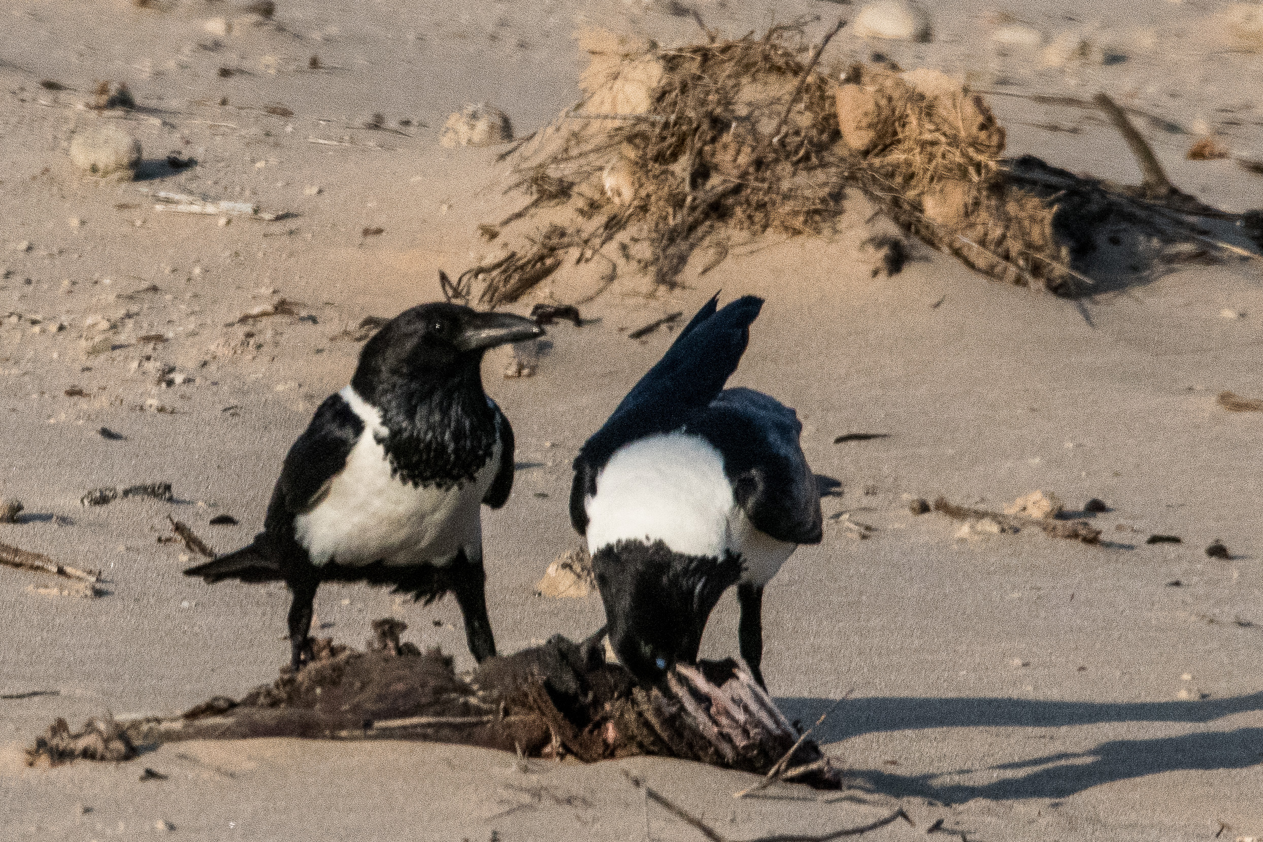 Corbeaux pie (Pied crows, Corvus alba) finissant la carcasse d'un mammifère, Möwe Bay, Parc National de la Cöte des Squelettes, Namibie.